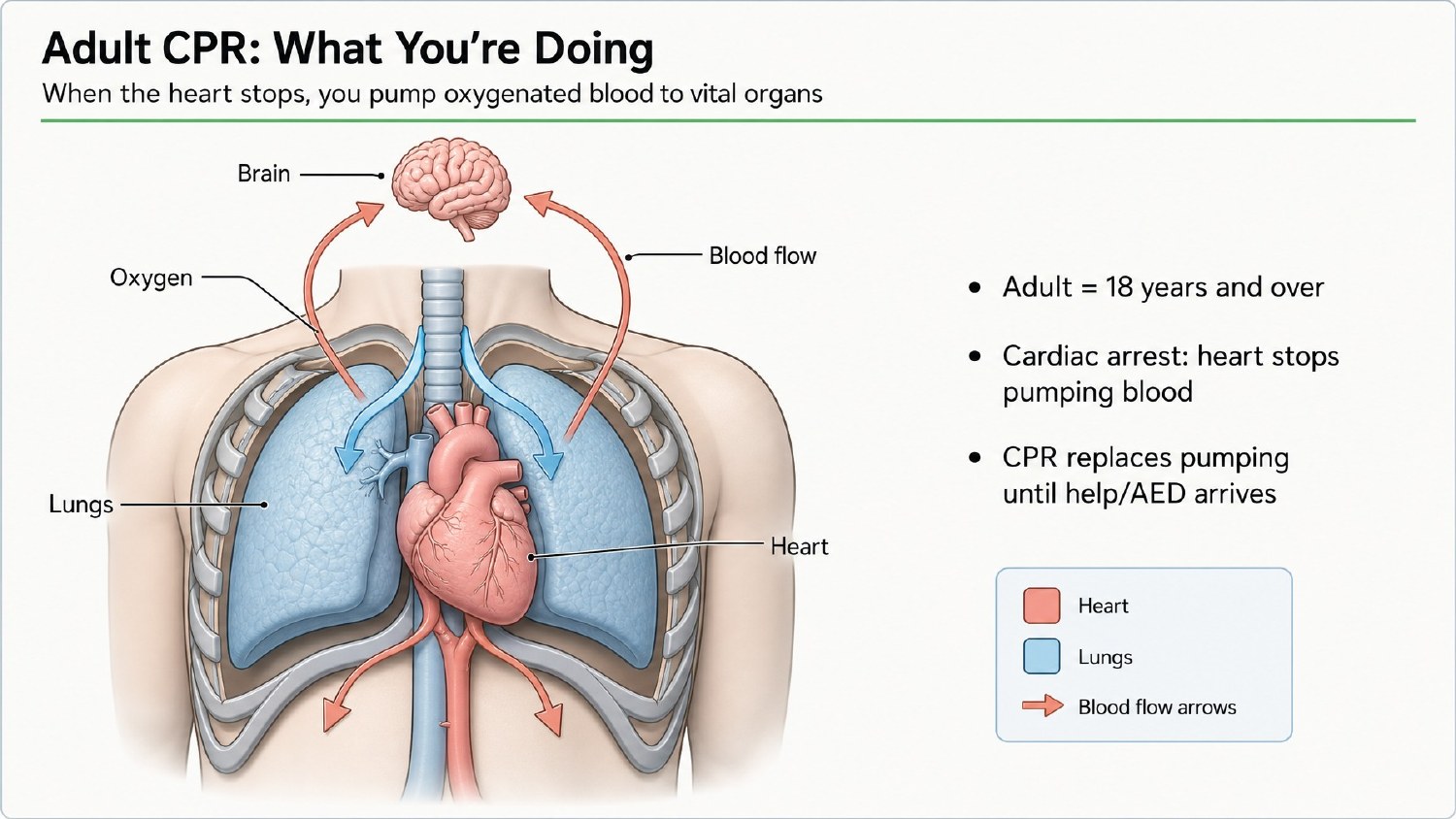 CPR course illustration