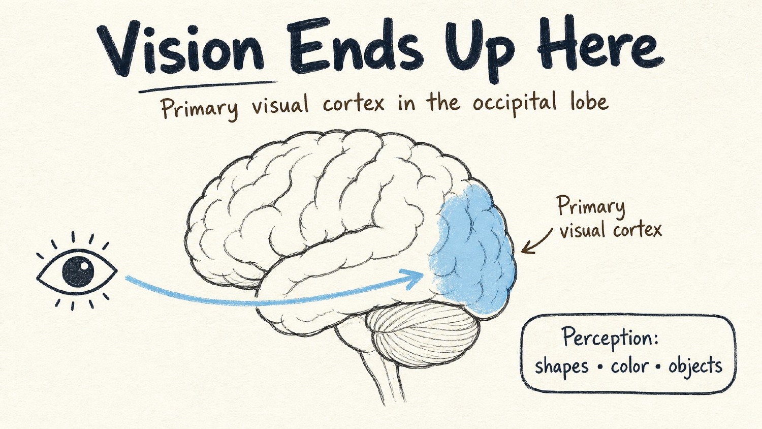 Learning Brain Visual UYI — Meet your AI Learning Pal.